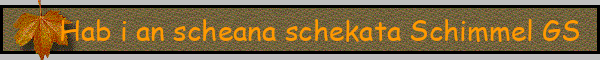Hab i an scheana schekata Schimmel GS