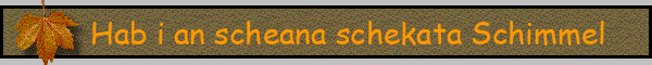 Hab i an scheana schekata Schimmel
