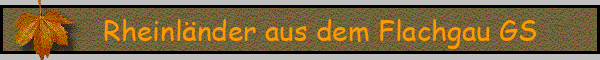Rheinländer aus dem Flachgau GS